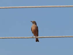 Image of Rufous-tailed Lark