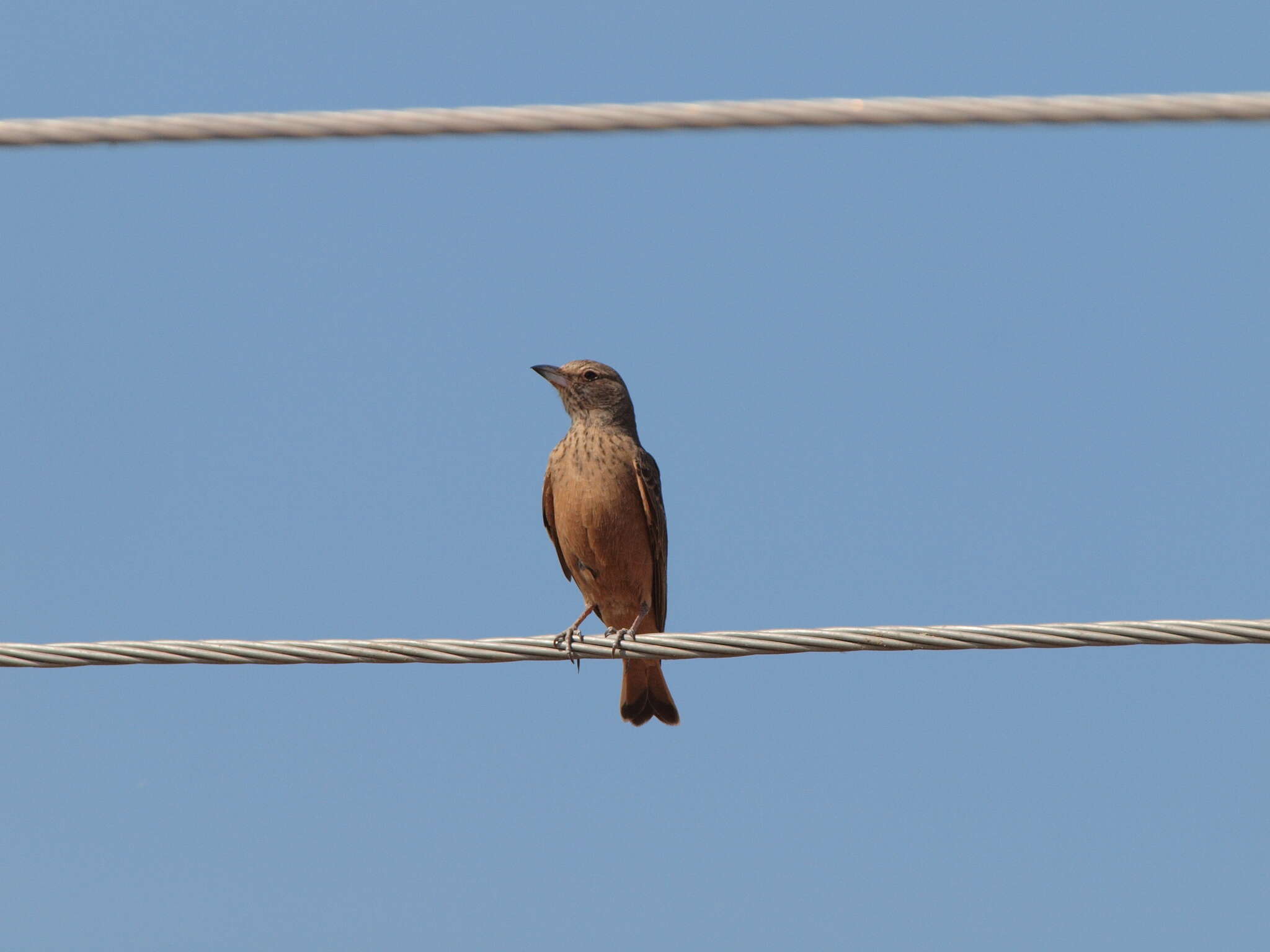 Image of Rufous-tailed Lark