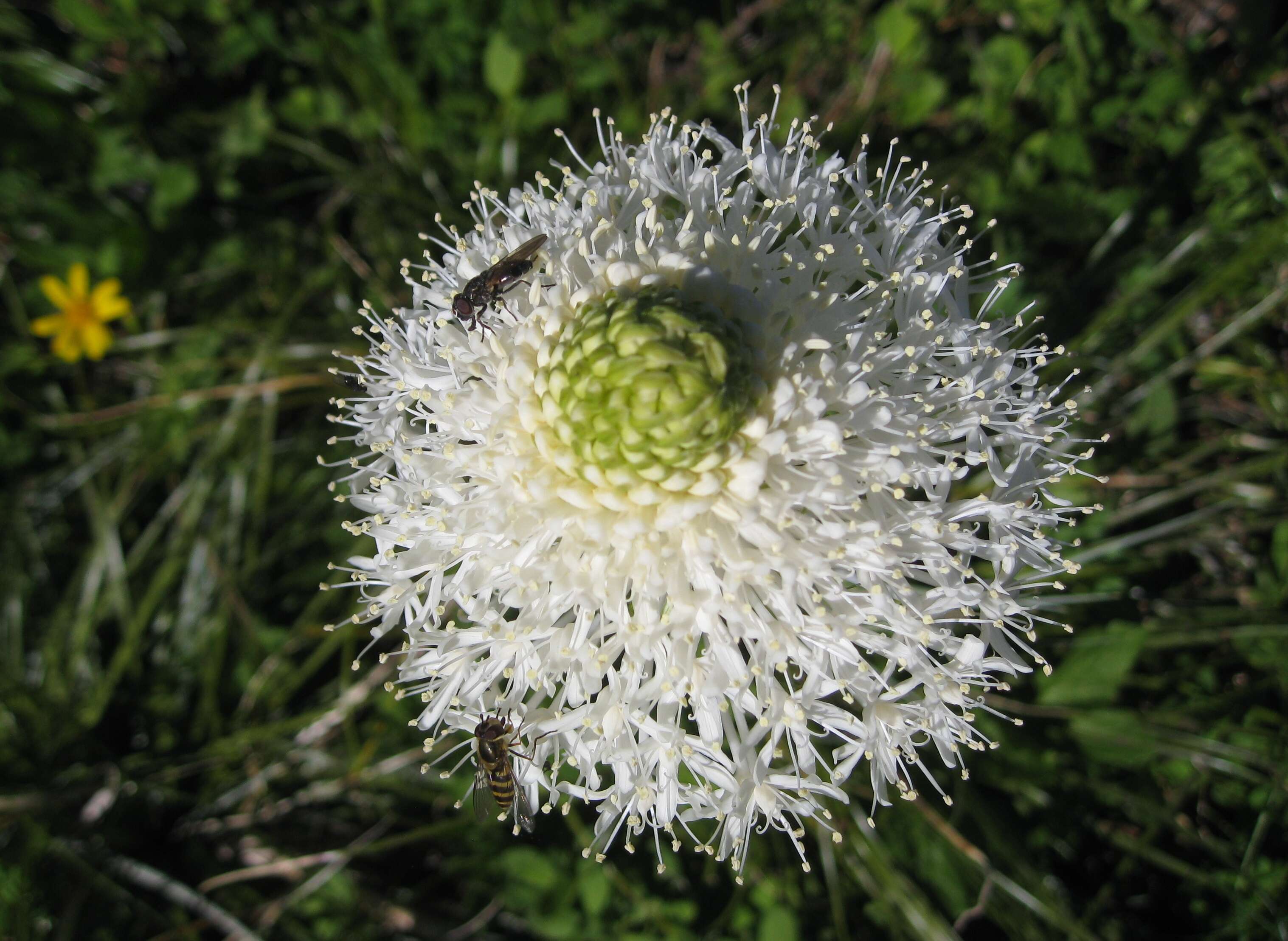 Image of Xerophyllum