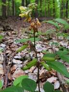 صورة Vicia oroboides Wulfen