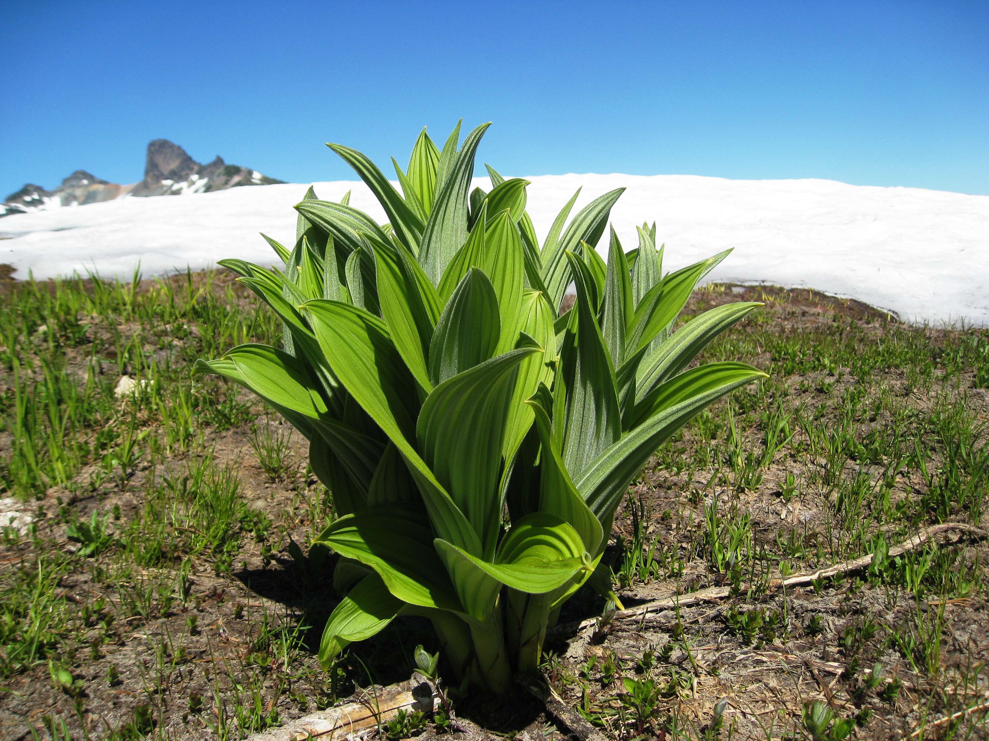 Слика од Veratrum viride Aiton