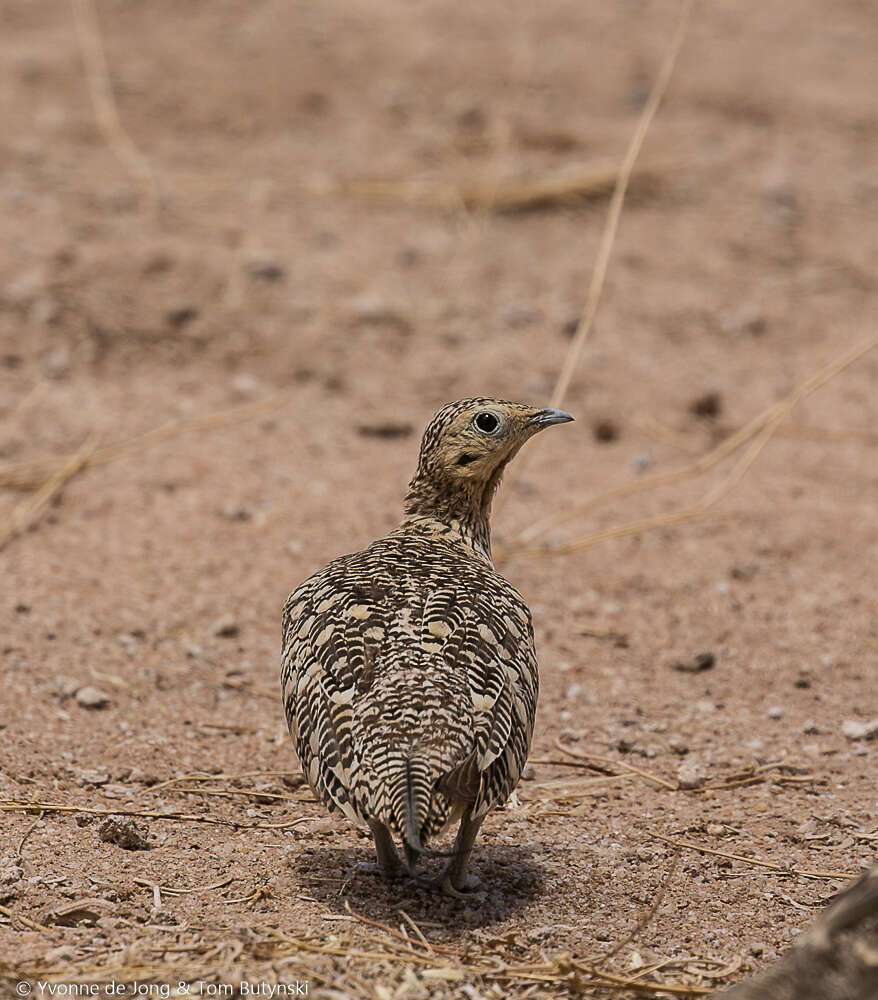 Image of Chestnut-bellied Sandgrouse