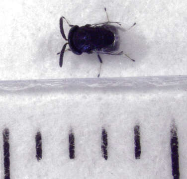 Image of Parasitoid wasp