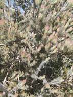 Image of Adenanthos cygnorum Diels
