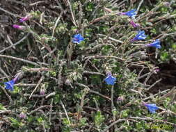 Plancia ëd Lithodora hispidula (Sm.) Griseb.