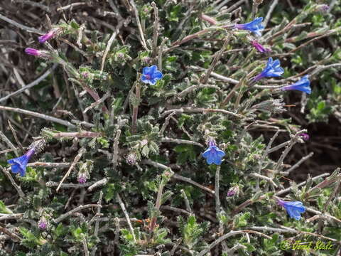 Lithodora hispidula (Sm.) Griseb. resmi