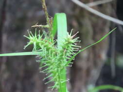 Image de Carex gigantea Rudge