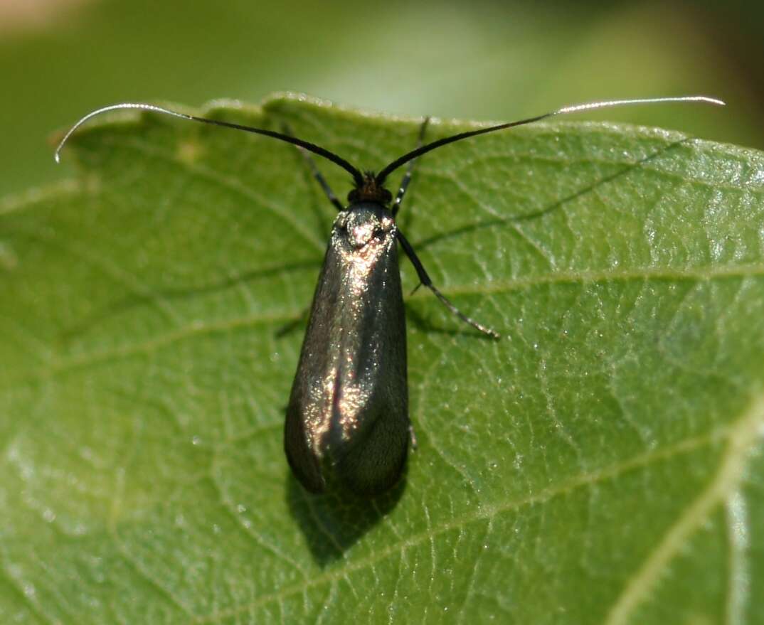 Image of Adela reaumurella