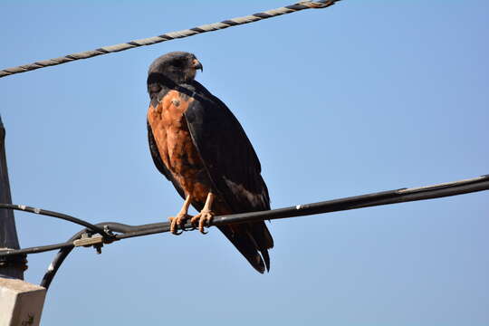 Image of Jackal Buzzard