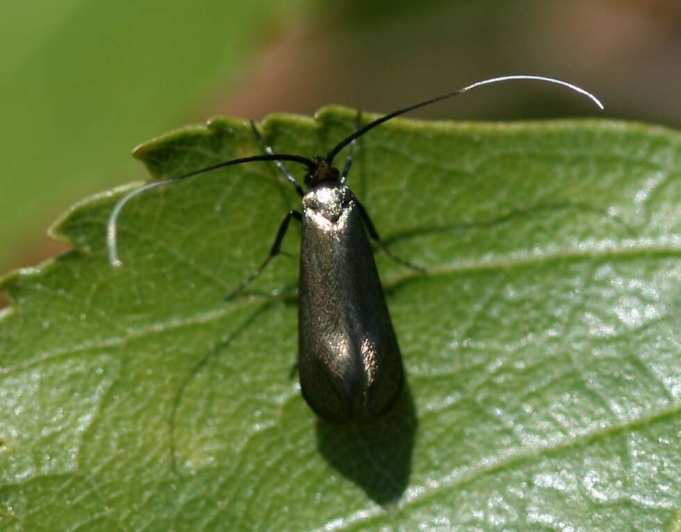 Image of Adela reaumurella