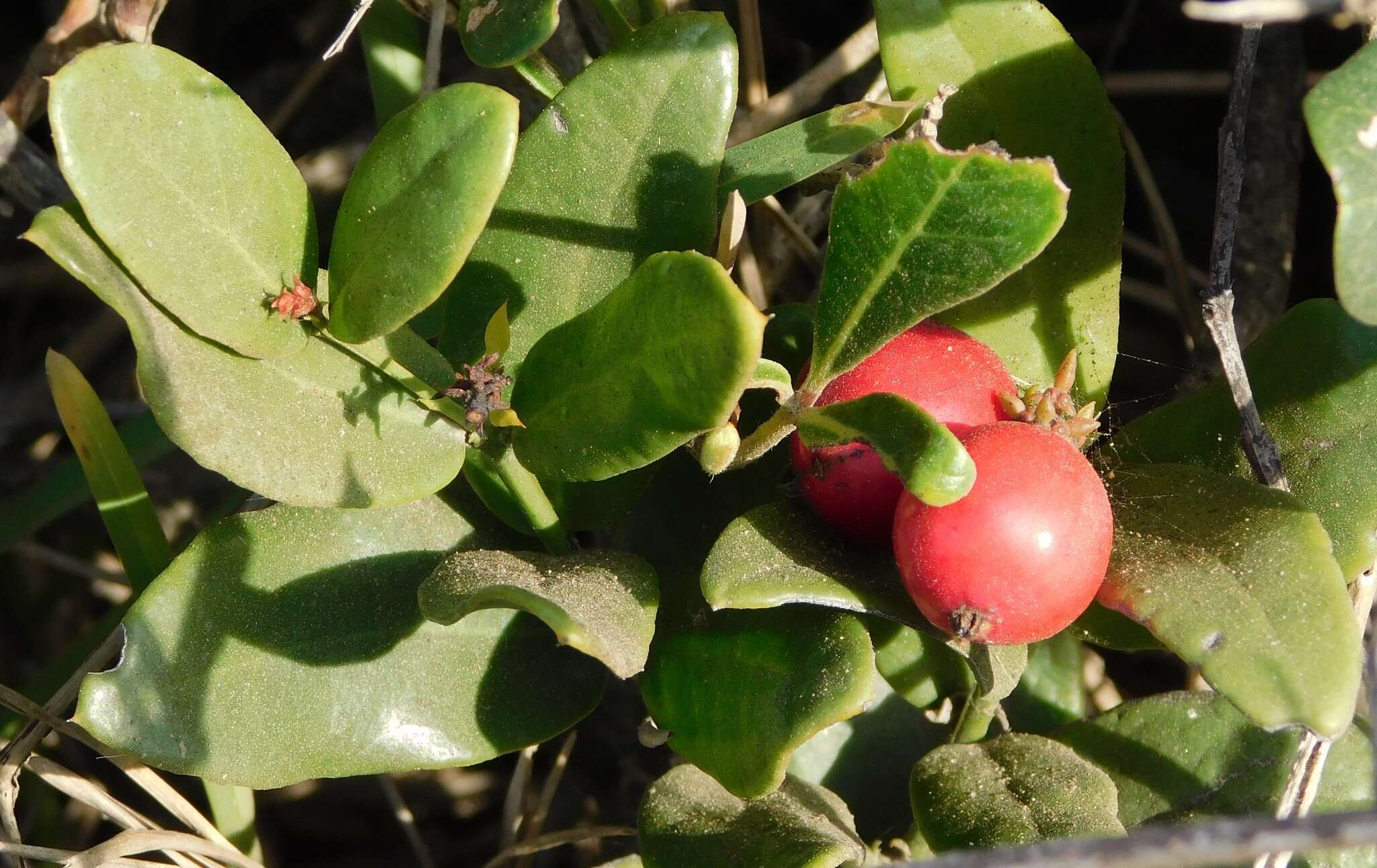 Image of Rhoiacarpos capensis (Harv.) A. DC.