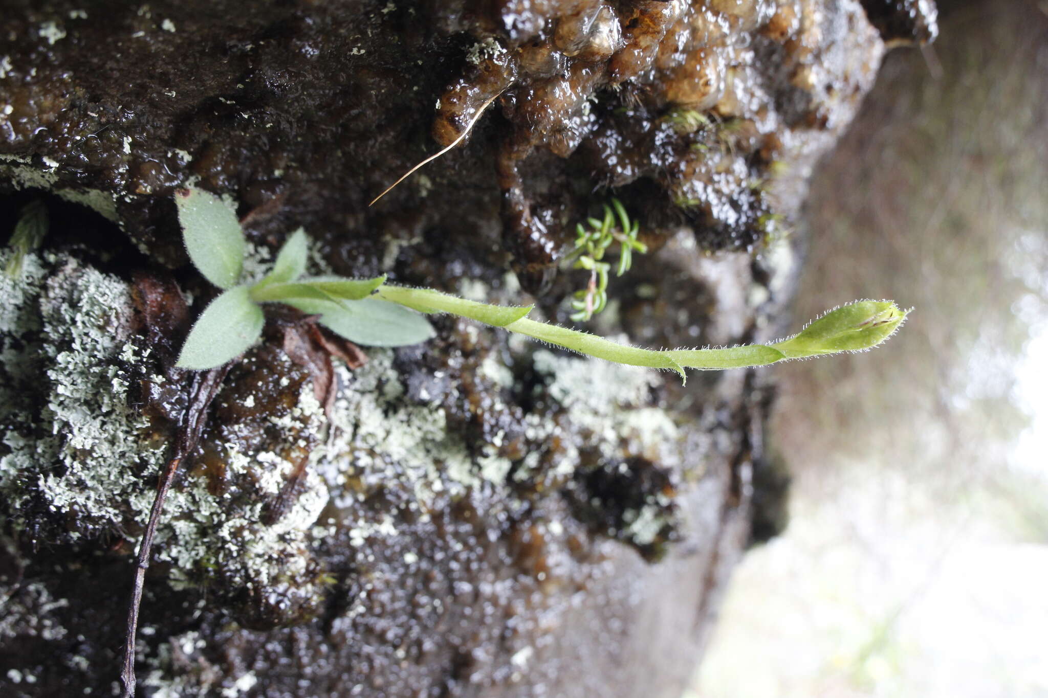 Disa glandulosa Burch. ex Lindl. resmi