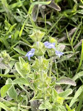 Image of Salvia hirsuta Jacq.