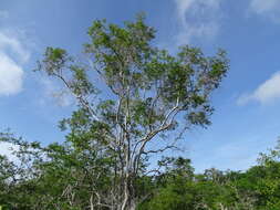 Image of Cameraria latifolia L.