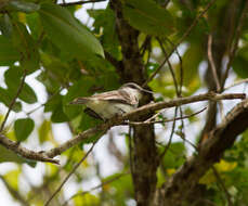 Image of Gray Kingbird