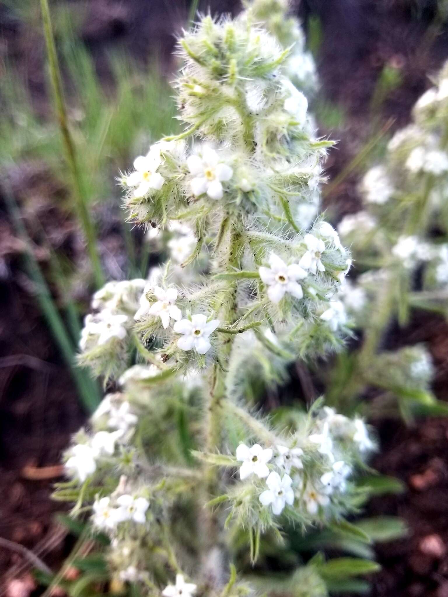 Image de Oreocarya thyrsiflora Greene