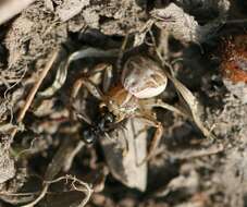 Image of common crab spider