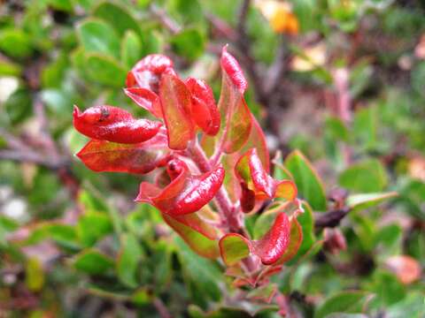 Image of Little Sur manzanita