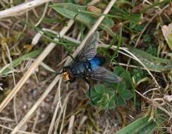 Image of bluebottle blow fly