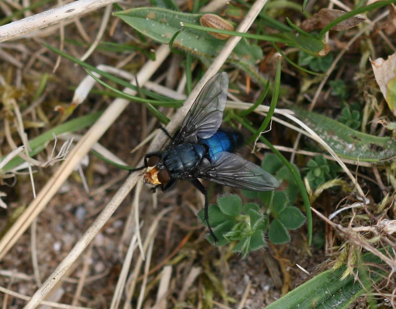 Image of bluebottle blow fly