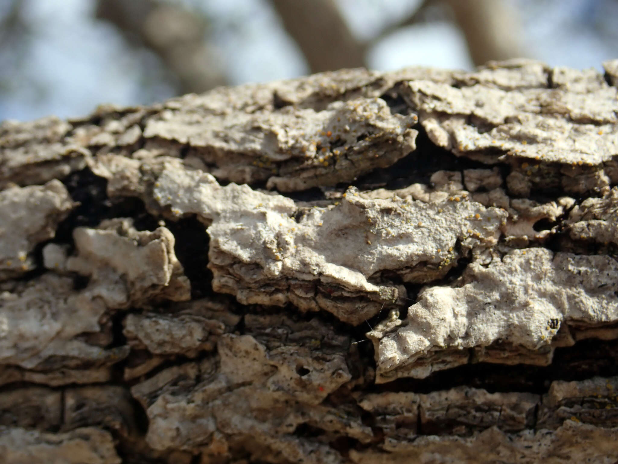 Image of Myoporum semotum Heenan & de Lange