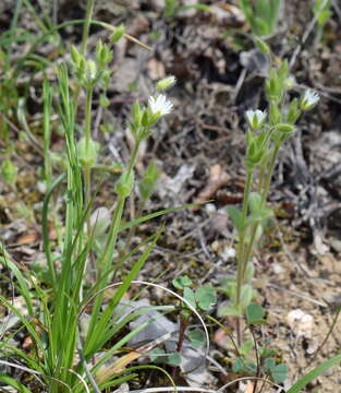 Image of Cerastium brachypetalum subsp. tauricum (Spreng.) Murb.