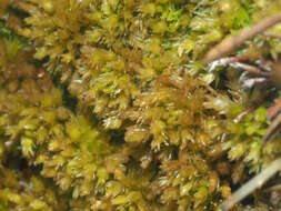 Image of Low sphagnum moss