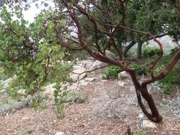 Image of bigberry manzanita