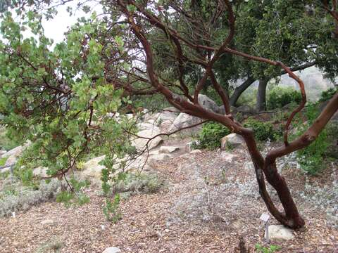 Imagem de Arctostaphylos glauca Lindl.