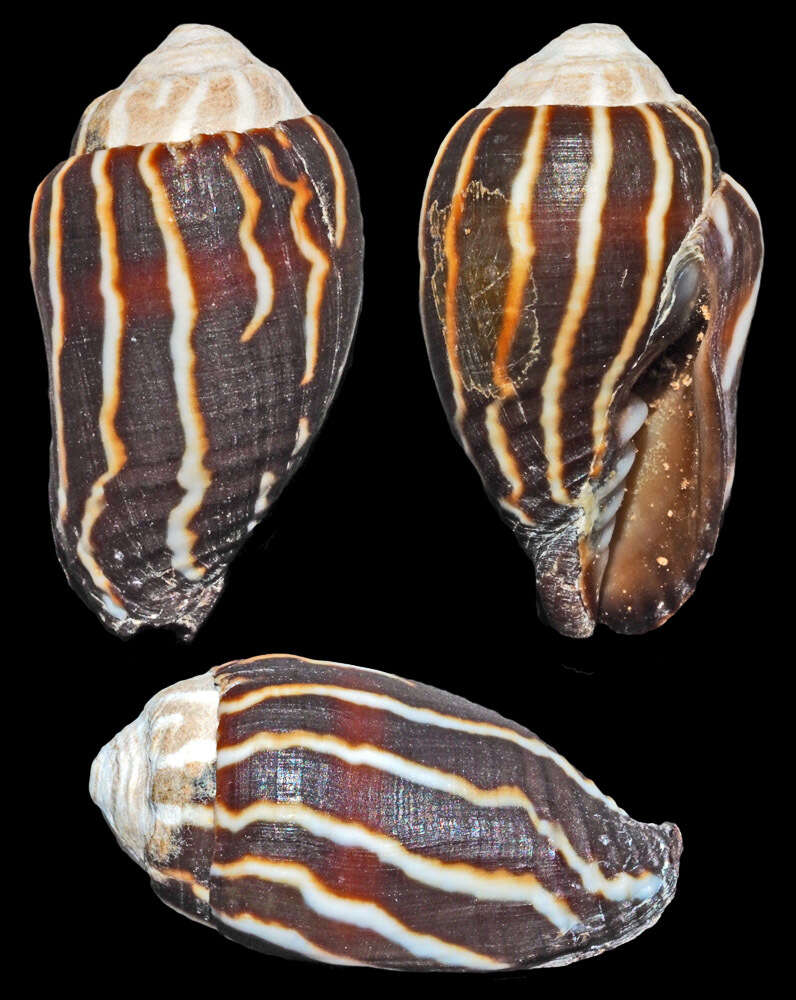 Image of Strigatella retusa (Lamarck 1811)