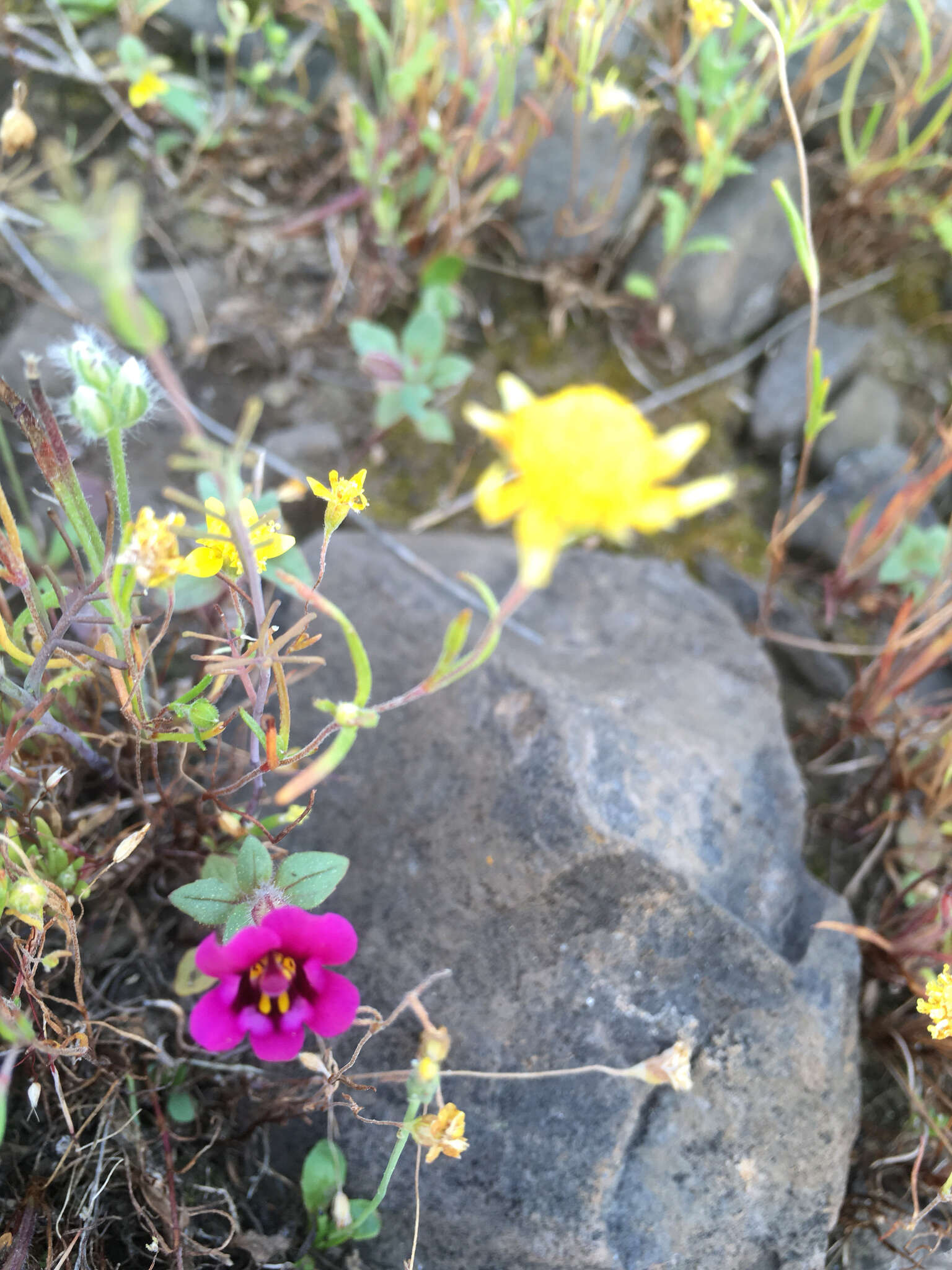 Image of Kellogg's monkeyflower