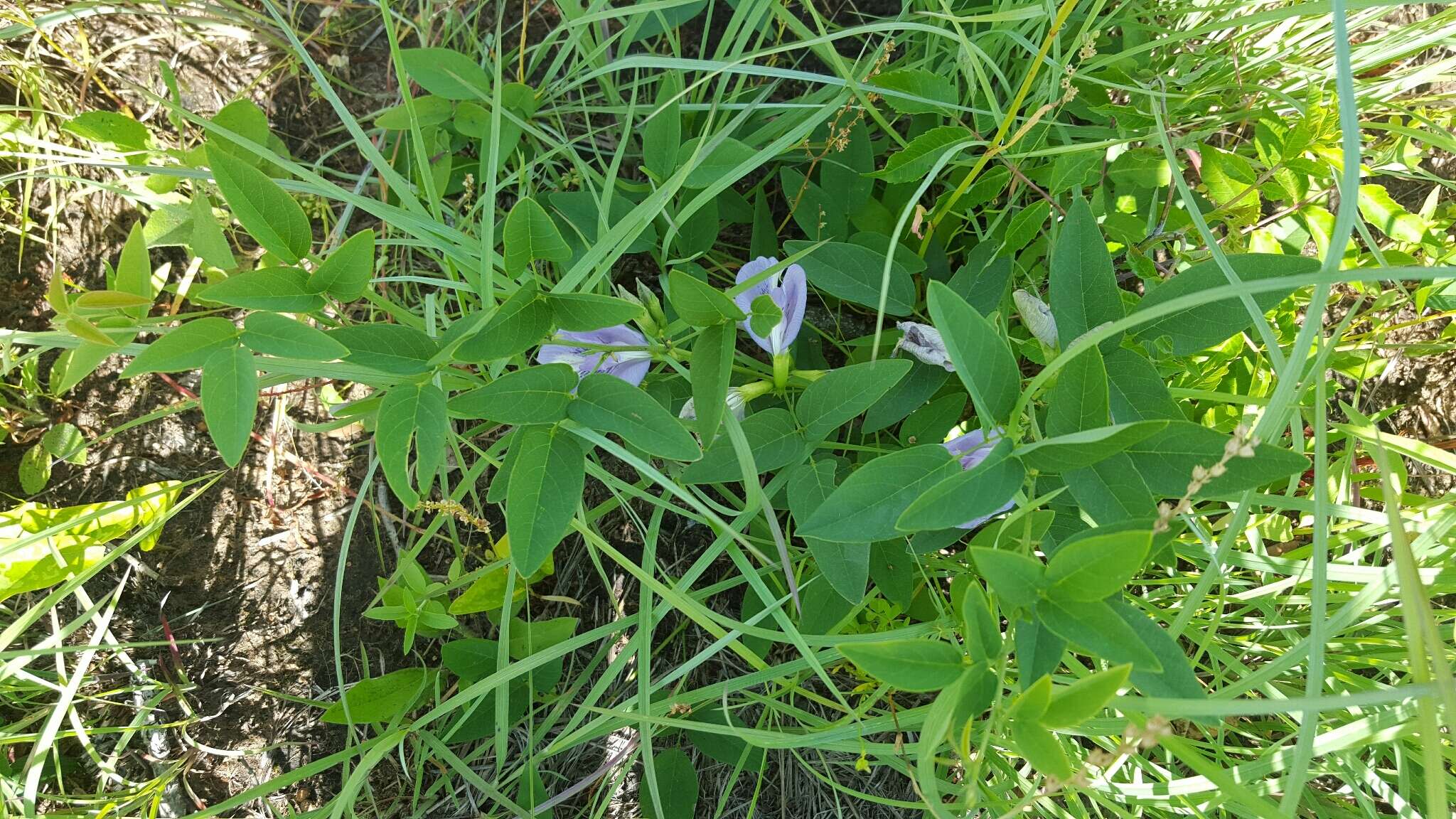 Image de Clitoria mariana L.