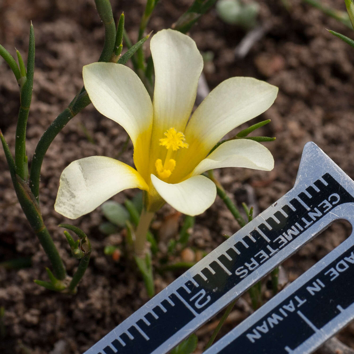 Plancia ëd Moraea angulata Goldblatt