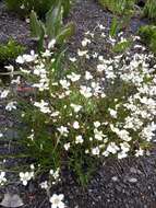 Image of fescue sandwort