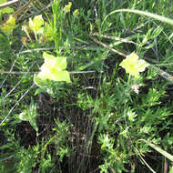 Oenothera hartwegii subsp. pubescens (A. Gray) W. L. Wagner & Hoch resmi