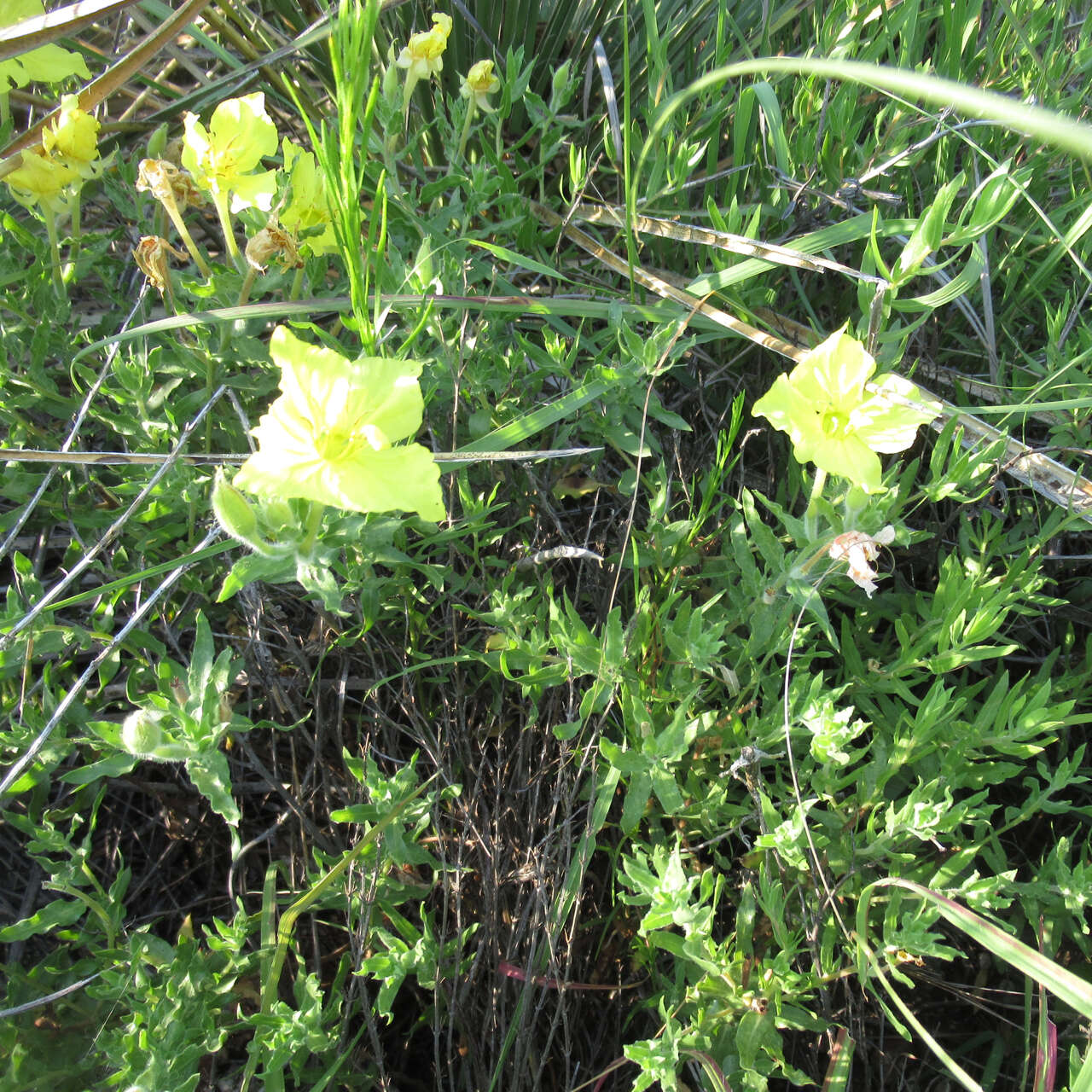 Imagem de Oenothera hartwegii subsp. pubescens (A. Gray) W. L. Wagner & Hoch