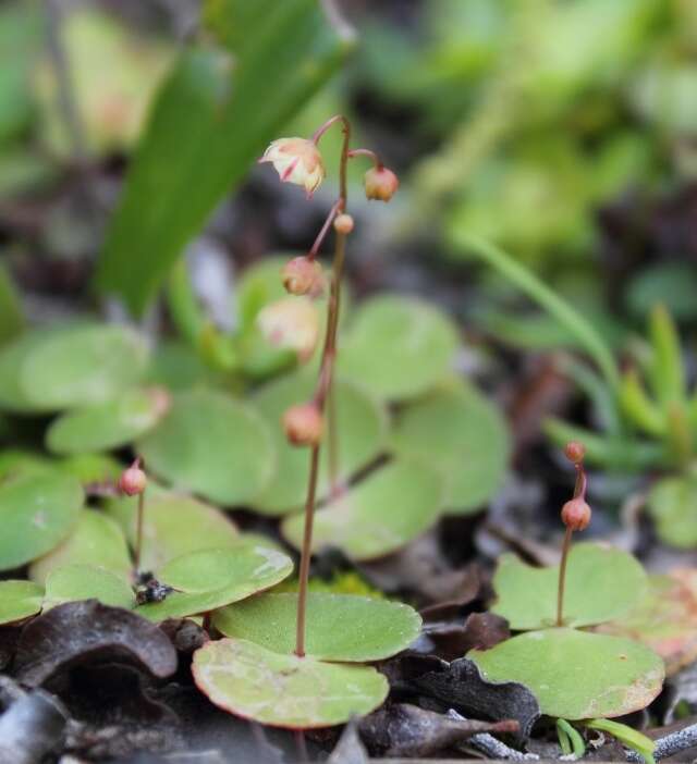 Image of Crassula umbella Jacq.