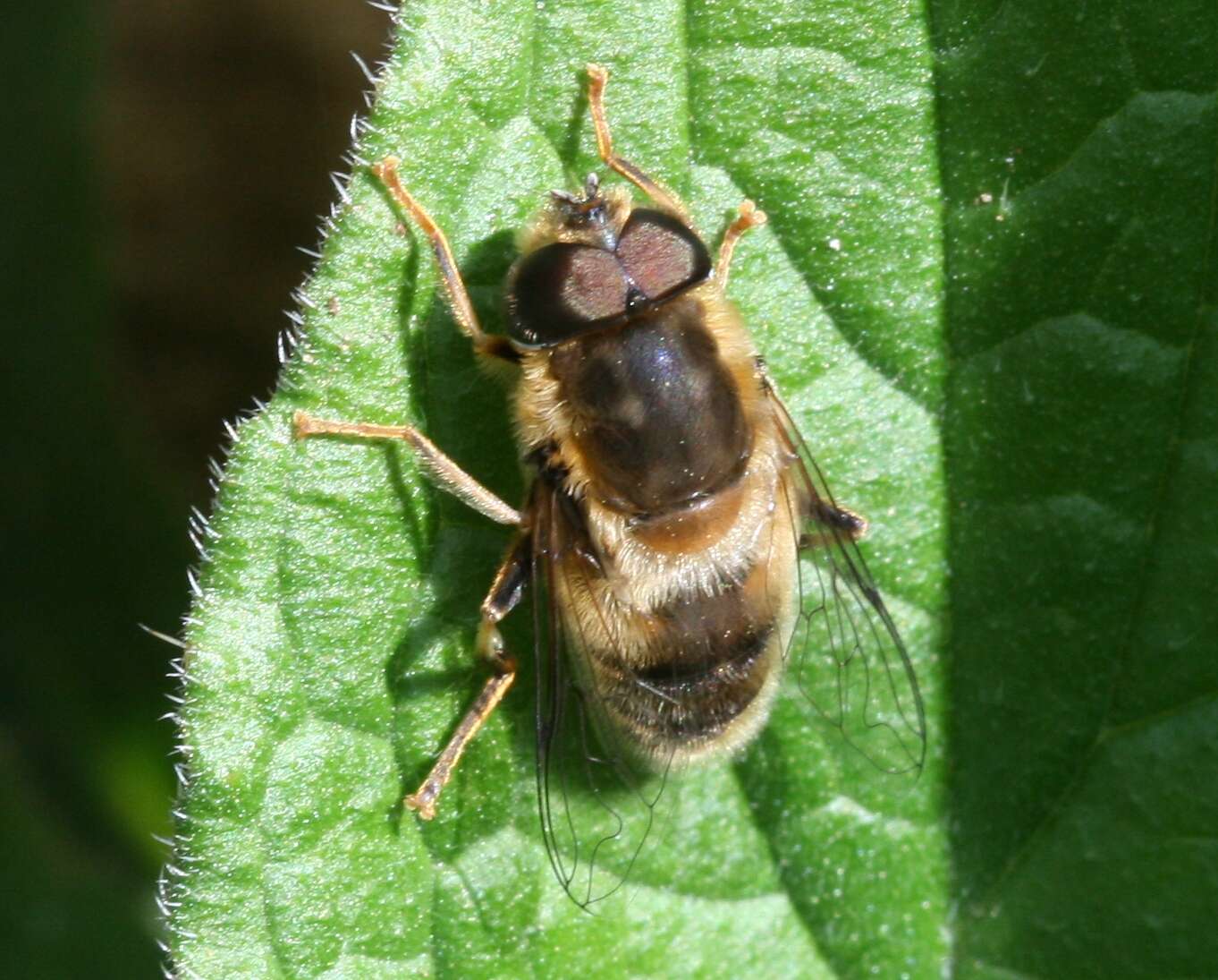 Image of Eristalis pertinax (Scopoli 1763)