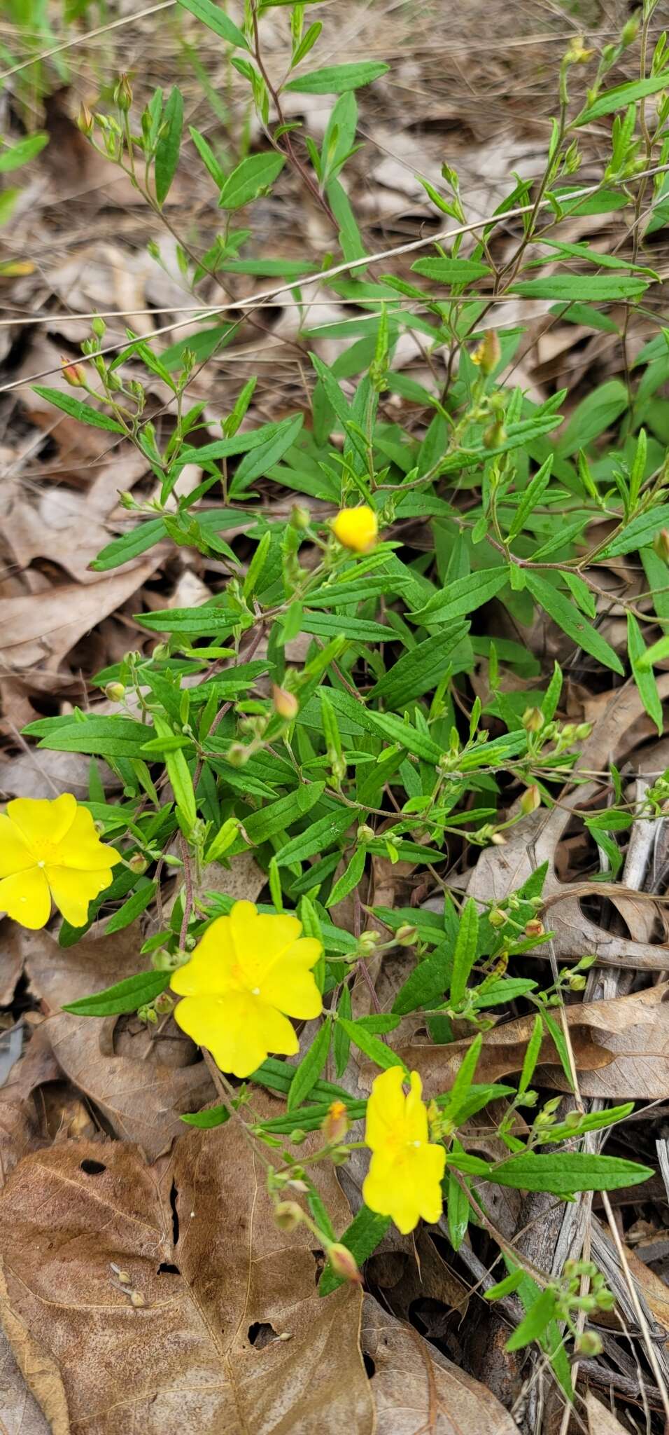 Image of Georgia frostweed