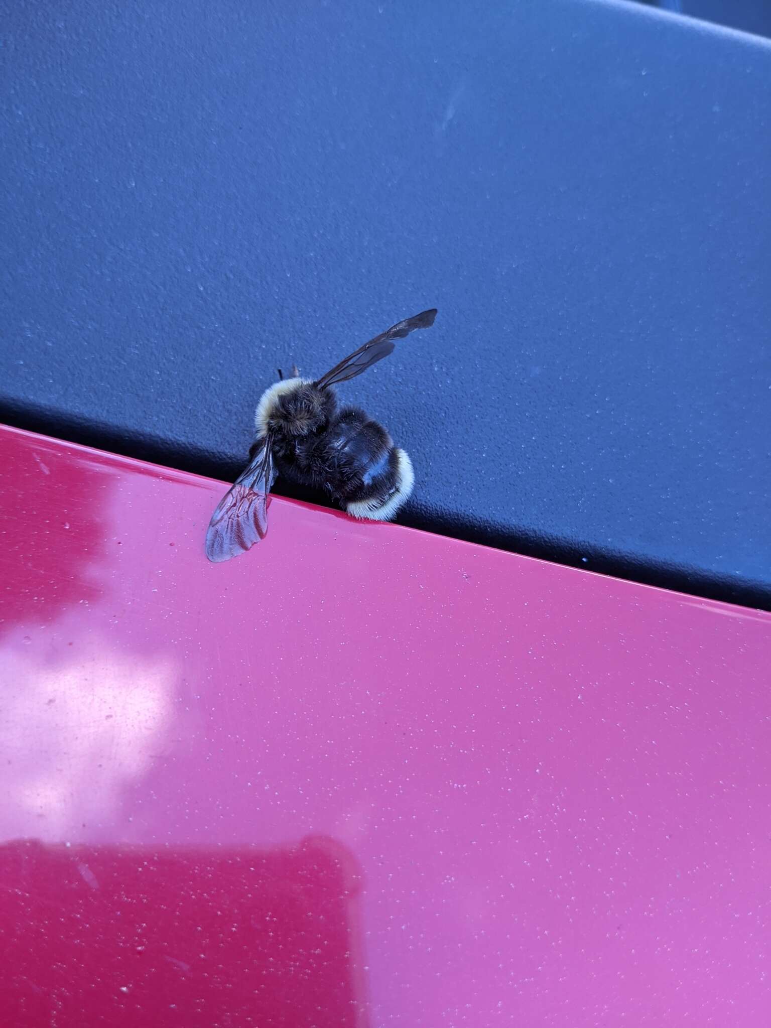 Image of Ashton's Cuckoo Bumblebee