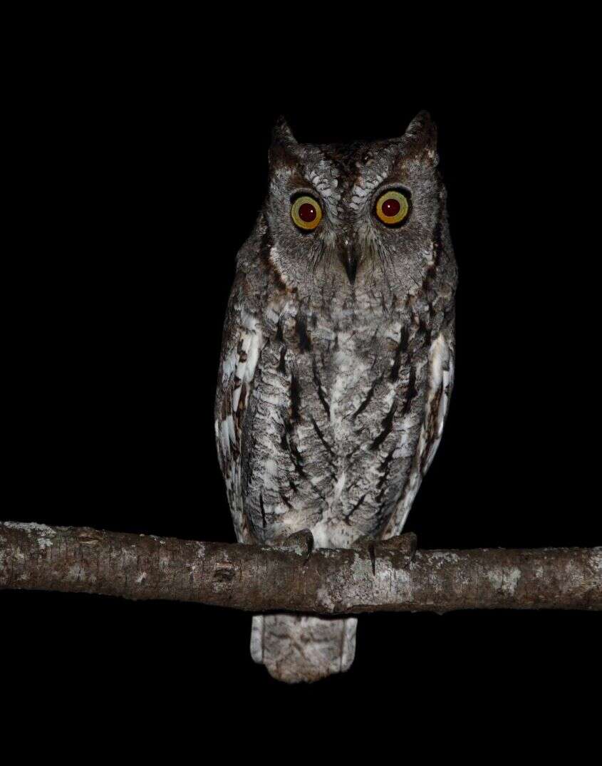 Image of African Scops Owl