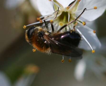 Image of <i>Cheilosia grossa</i>