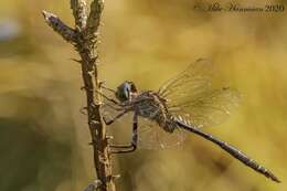 Image of Fine-lined Emerald