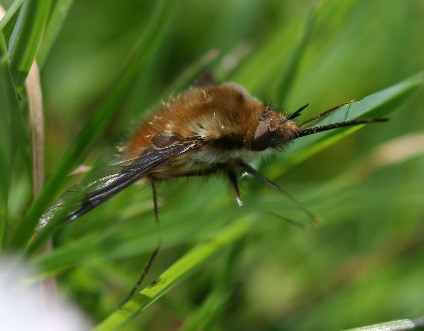 Image of Large bee-fly