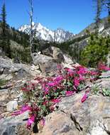 Image of cliff beardtongue