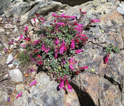 Image of cliff beardtongue