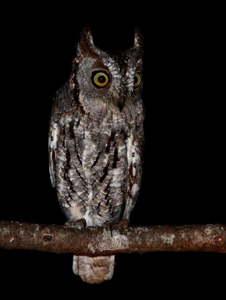 Image of African Scops Owl