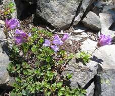 Image of Davidson's penstemon