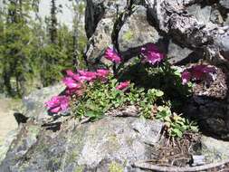 Image of cliff beardtongue