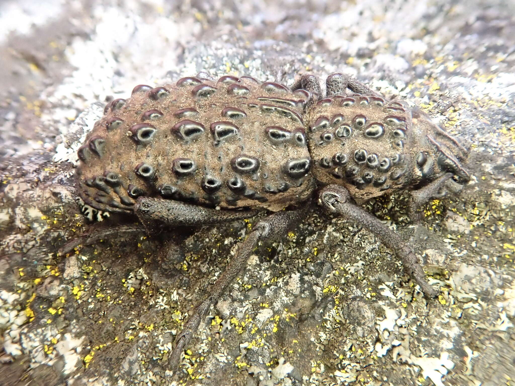 Image of Talaurinus suttoni Carter 1939